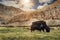 Yak feeds on mountain valley in Ladakh