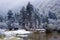 The yak in forest with snow