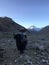 Yak in front of Rongbuk Monastery during Sunrise in Himalayan Mountains in Tibet in China.