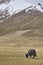 A  yak graze in Upper Shimshal rivers at 4800m altitude mountain