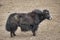 A  yak graze in Upper Shimshal rivers at 4800m altitude mountain