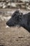 A  yak graze in Upper Shimshal rivers at 4800m altitude mountain