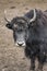 A  yak graze in Upper Shimshal rivers at 4800m altitude mountain