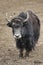 A  yak graze in Upper Shimshal rivers at 4800m altitude mountain