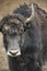 A  yak graze in Upper Shimshal rivers at 4800m altitude mountain