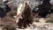 A yak grazing in an arid alpine pasture