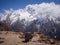 Yak Grazing on Himalayan Pastures