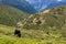 Yak grazing in tibetan highlands (2)