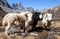 Yak, group of thee yaks, Himalayas mountains