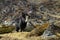 Yak, grunting ox in Himalaya mountains