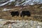 Yak, grunting ox in Himalaya mountains