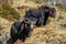 Yak, grunting ox in Himalaya mountains