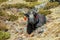 Yak, grunting ox in Himalaya mountains