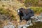 Yak, grunting ox in Himalaya mountains