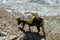 Yak, grunting ox in Himalaya mountains