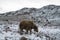 Yak, grunting ox in Himalaya mountains