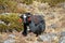 Yak, grunting ox in Himalaya mountains