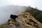 Yak and herd in fog. Himalayan mountains. Nepal