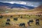 Yak herd on himalayan pasture