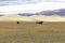 Yak herd in the steppes of mountainous Mongolia. Altai