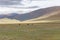 Yak herd in the steppes of mountainous Mongolia. Altai