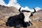 Yak in khumbu valley