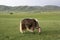 A yak in the lonely Orkhon valley with the mountain range in Ovorkhangai, Mongolia.