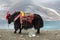 Yak at the Namtso Lake in Tibet