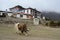 Yak near Tengboche buddhist monastery ,Everest region