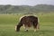 A yak in the Orkhon valley with the mountain range and nomadic gers (tents) in background, Ovorkhangai, Mongolia.