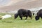 Yak at Between Pangong Tso and Chang La Pass in Ladakh, Jammu and Kashmir, India