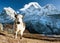 Yak on pasture and ama dablam peak