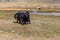 Yak pastures of Mongolia. High in the mountains