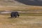 Yak pastures of Mongolia. High in the mountains