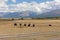 Yak pastures of Mongolia. High in the mountains