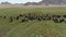 Yak sarlag Bos mutus. A herd of yaks in a pasture in Mongolia