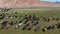 Yak sarlag Bos mutus. A herd of yaks in a pasture in Mongolia