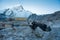 Yak sitting on snow at a small Himalayan settlement along the Everest Base Camp Trek in Nepal.