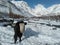 Yak is standing on Snow, Yasin valley Ghizer Gilgit Baltistan