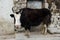 Yak on the streets of village. Cattle in Tibet