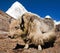 Yak on the way to Everest base camp and mount Pumo ri