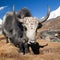 Yak on the way to Everest base camp and mount Pumo ri