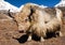 Yak on the way to Everest base camp and mount Pumo ri