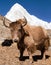 Yak on the way to Everest base camp and mount Pumo ri