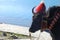 Yak in Yamdrok Lake in Tibet