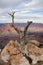 Yaki Point, Grand Canyon