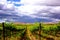 Yakima Vineyard under cloudy sky