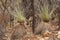 Yakka grass tree growing in Australian bush