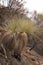 Yakka grass tree growing on slope