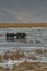 Yaks along the China National Highway 314 - The Karakoram Highway, ChinaÃ¢â‚¬â„¢s Xinjiang region. Truck on the Old Silk road